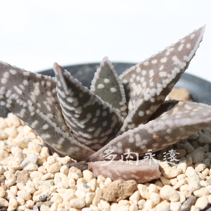 照姫,照姫水やり,照姫置き場所,ガステリア属-Gasteraloe Teruhime