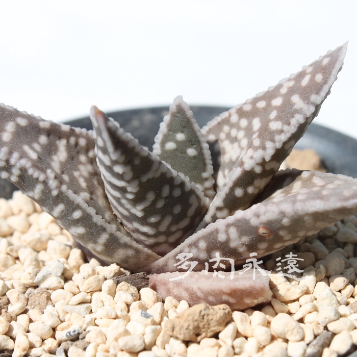 ƕP,ƕP,ƕPuꏊ,KXeA-Gasteraloe Teruhime