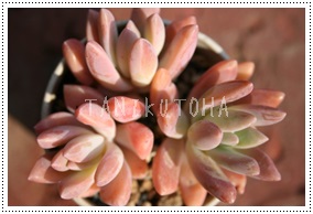 H킵イꂢAOvgy^-Graptopetalum 'SYUUREI' 