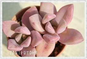 WE䂫AOvgy^-Graptopetalum PARAGUAYENSE 