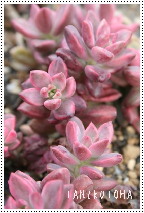 uYPAOvgy^-Graptopetalum 'BRONZ'variegata