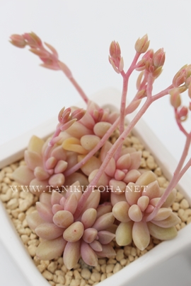 ~iGAOvgy^-Graptopetalum 'Mirinae' 