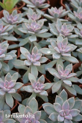 AÂAOvgy^-Graptopetalum 'SAKURADUKI'