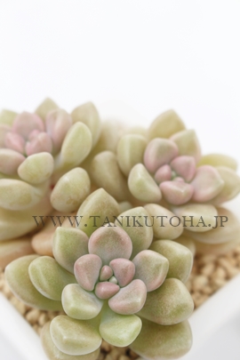 h[UGAOvgy^-Graptopetalum mendozae