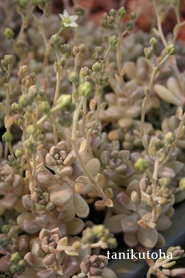 h[UGAOvgy^-Graptopetalum mendozae