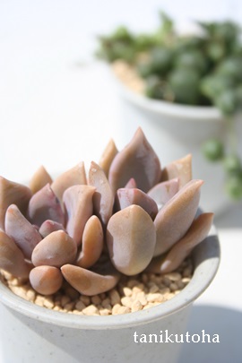 _ux[AOvgy^-Graptopetalum 'Double Berry'