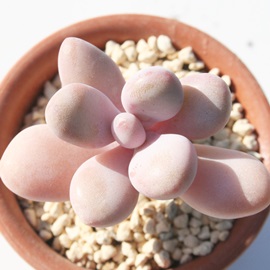 lтAOvgy^-Graptopetalum 'TUYABIJIN'