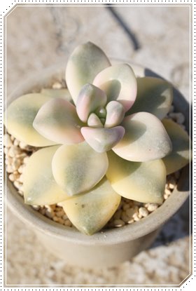 AvRbgr[eBAOvgy^-Graptopetalum 'Aqualius'