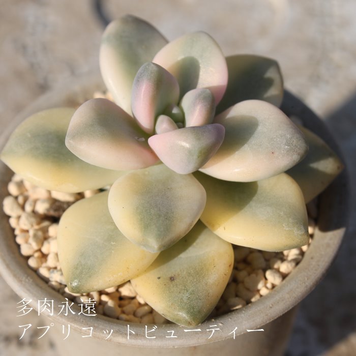 AvRbgr[eB[AOvgy^-Graptopetalum 'Apricotbeauty'