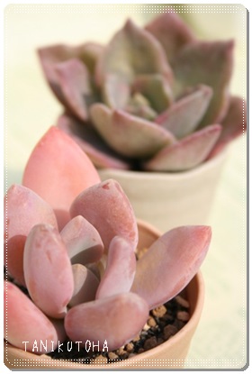  ピンクマーブル、グラプトベリア属-Graptoveria‘Pink Marble’
