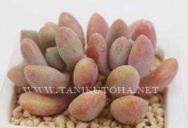 フランシスコ、グラプトベリア属-Graptoveria‘Francisco’