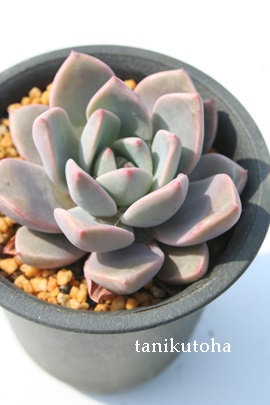 [YNB[AOvgxA-Graptoveria 'ROSE QWEENf