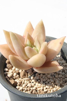 VeiAOvgxA-Graptoveria 'SITERINA'