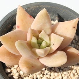 VeiAOvgxA-Graptoveria 'SITERINA'