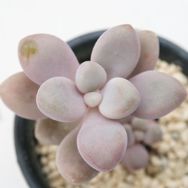 GAOvgxA-Graptoveria 'ELEN'