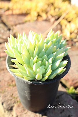 t@t@[AOvgxA-Graptoveria Fanfare