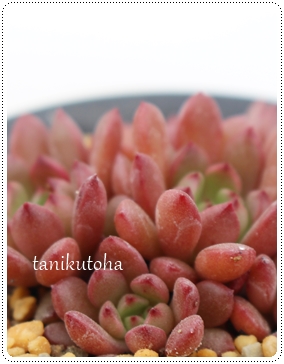 sNr[,sNr[gt,sNr[ʔ,sNr[,sNr[ĕB₵,OvgxA-Graptoveria Bashful