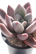 u[,u[̒ʔ,u[̈ĕ,u[̑₵,u[OvgxA,OvgxAu[̒ʔ,-Graptoveria BlueɂƂcuctus and succulents onlineshop from japan-TANIKUTOHA