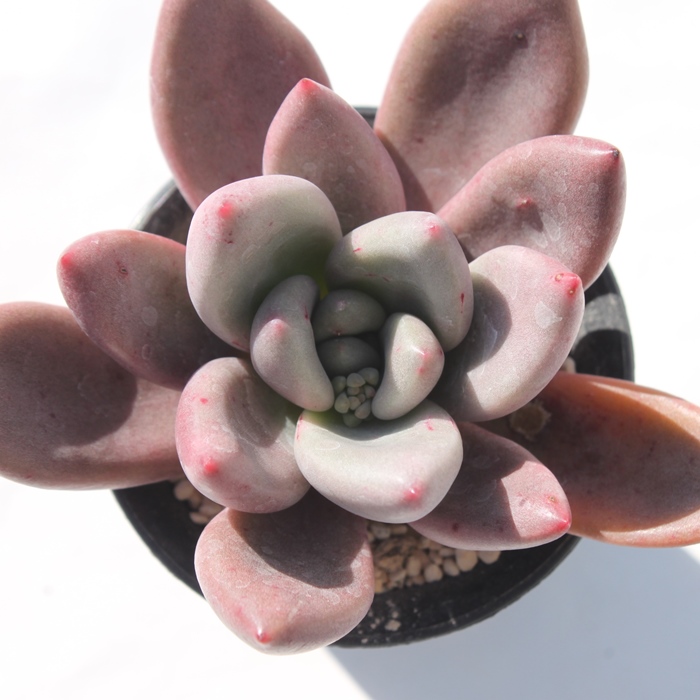 r[hi,r[hi̒ʔ,r[hïĕ,r[hȋ₵,r[hiOvgxA,OvgxAr[hi̒ʔ,-Graptoveria Ruby DonnaɂƂcuctus and succulents onlineshop from japan-TANIKUTOHA