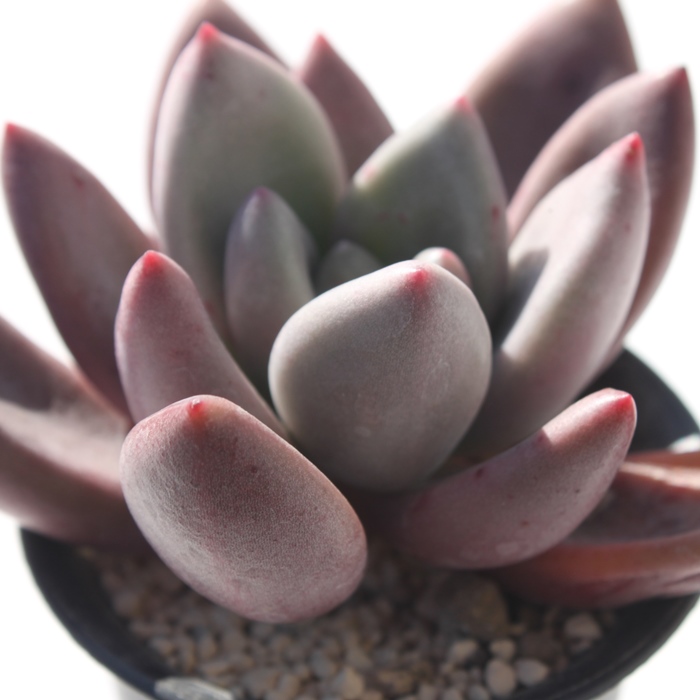 r[hi,r[hi̒ʔ,r[hïĕ,r[hȋ₵,r[hiOvgxA,OvgxAr[hi̒ʔ,-Graptoveria Ruby DonnaɂƂcuctus and succulents onlineshop from japan-TANIKUTOHA