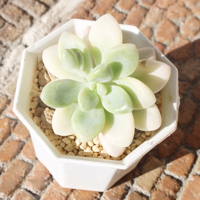 G,Gт̒ʔ,Gт̈ĕ,Gт̑₵,G,Gт̒ʔ,-graptoveria ellen variegataɂƂcuctus and succulents onlineshop from japan-TANIKUTOHA