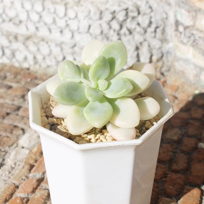 G,Gт̒ʔ,Gт̈ĕ,Gт̑₵,G,Gт̒ʔ,-graptoveria ellen variegataɂƂcuctus and succulents onlineshop from japan-TANIKUTOHA