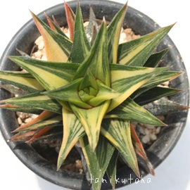 ܏d̓AnI`A-Haworthia tortuosa f. variegata