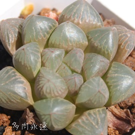 ドラゴンボール、ハオルチア属-Hawrthia Pygmy