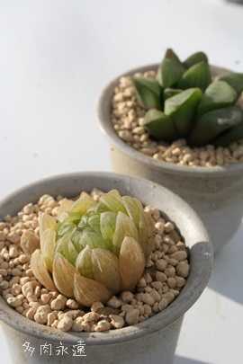 gVGXAnI`A-Haworthia transiens