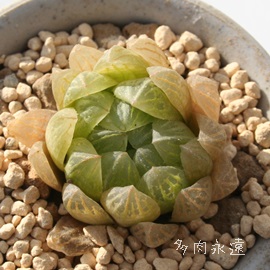 gVGXAnI`A-Haworthia transiens