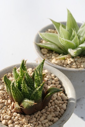 EBVXAnI`A-Haworthia sp