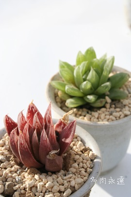 Cgj[AnI`A-Haworthia cooperi v. leightonii