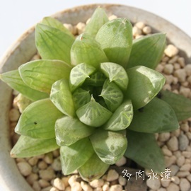 N[y[o[WsNc[^AnI`A-Haworthia cooperii var.picturata