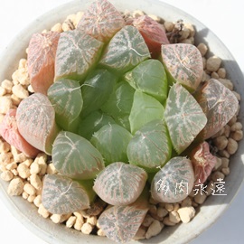 肢AnI`A-Haworthia SUISYOUURANAI