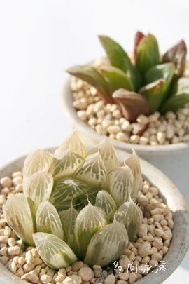 AnI`A-Haworthia cooperi var pilifera variegata