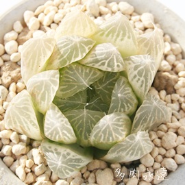 AnI`A-Haworthia cooperi var pilifera variegata