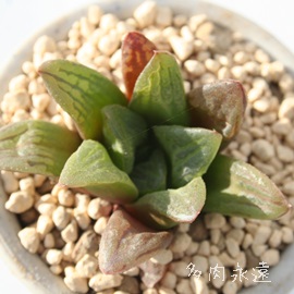 ؋AnI`A-Haworthia HANAKAGAMI