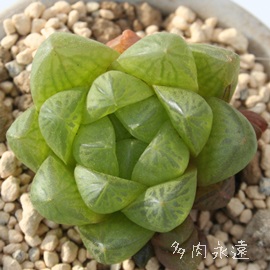 EueBR[AnI`A-Haworthia umbraticola