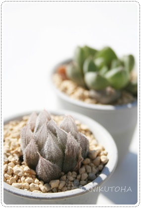 xkX^AnI`A-Haworthia cooperi var. venusta