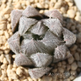 xkX^AnI`A-Haworthia cooperi var. venusta