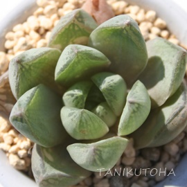 VrtH~XA{xu[NAnI`A-Haworthia cymbiformis var