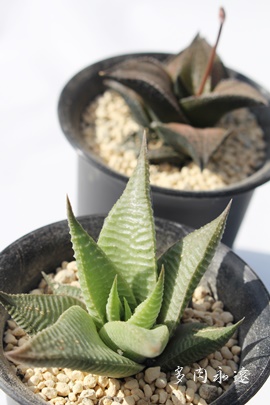 ~tHAAnI`A-Haworthia limifolia