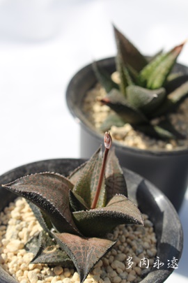 AnI`A-Haworthia tessellata KOKURYU