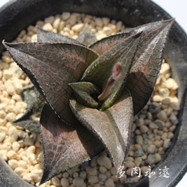 AnI`A-Haworthia tessellata KOKURYU