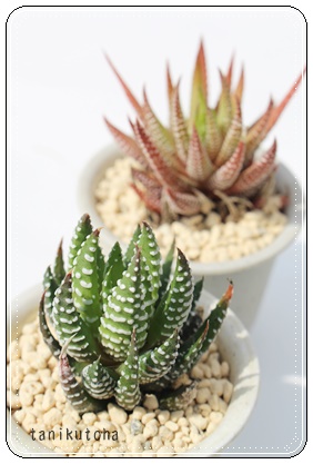 ̗сAnI`A-Haworthia reinwardtii var.archibaldiae