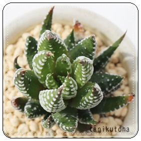 ̗,̗эgt,̗ђʔ,̗шĕB₵,nI`A-Haworthia reinwardtii var.archibaldiae