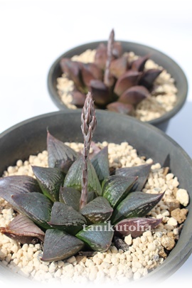 ubN}W[AnI`A-Haworthia Black Major