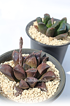 `R[g,`R[gʔ,`R[ggt,`R[gĕB₵,nI`A-Haworthia Cholate