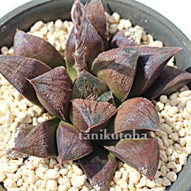 `R[gAnI`A-Haworthia Cholate