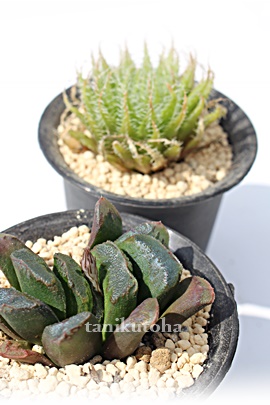 Ì,Ìےʔ,Ìۍgt,ÌۈĕB₵,Ìۉ,Ìۗt,nI`A-Haworthia SEIKO